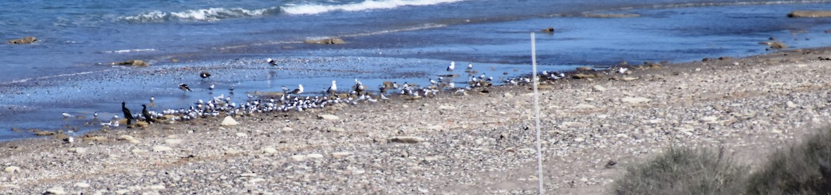 South American Tern - ML376777781