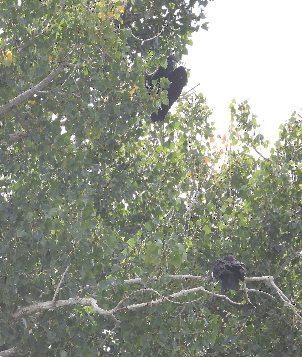 Turkey Vulture - ML376778161