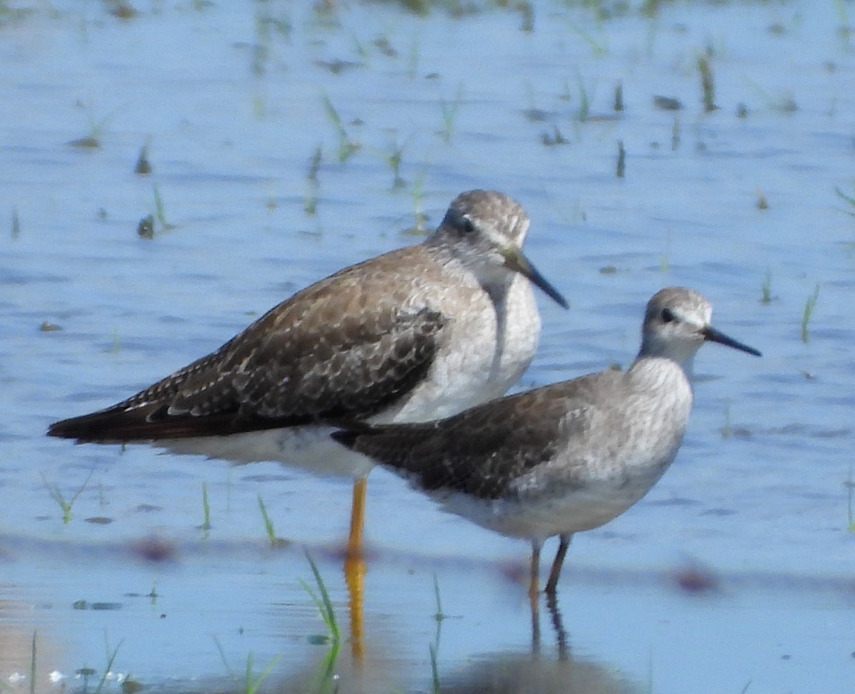 Greater Yellowlegs - ML376778621