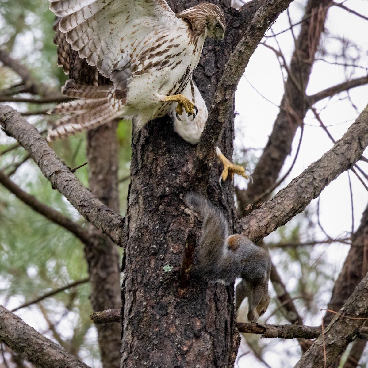 Red-tailed Hawk - ML376778721