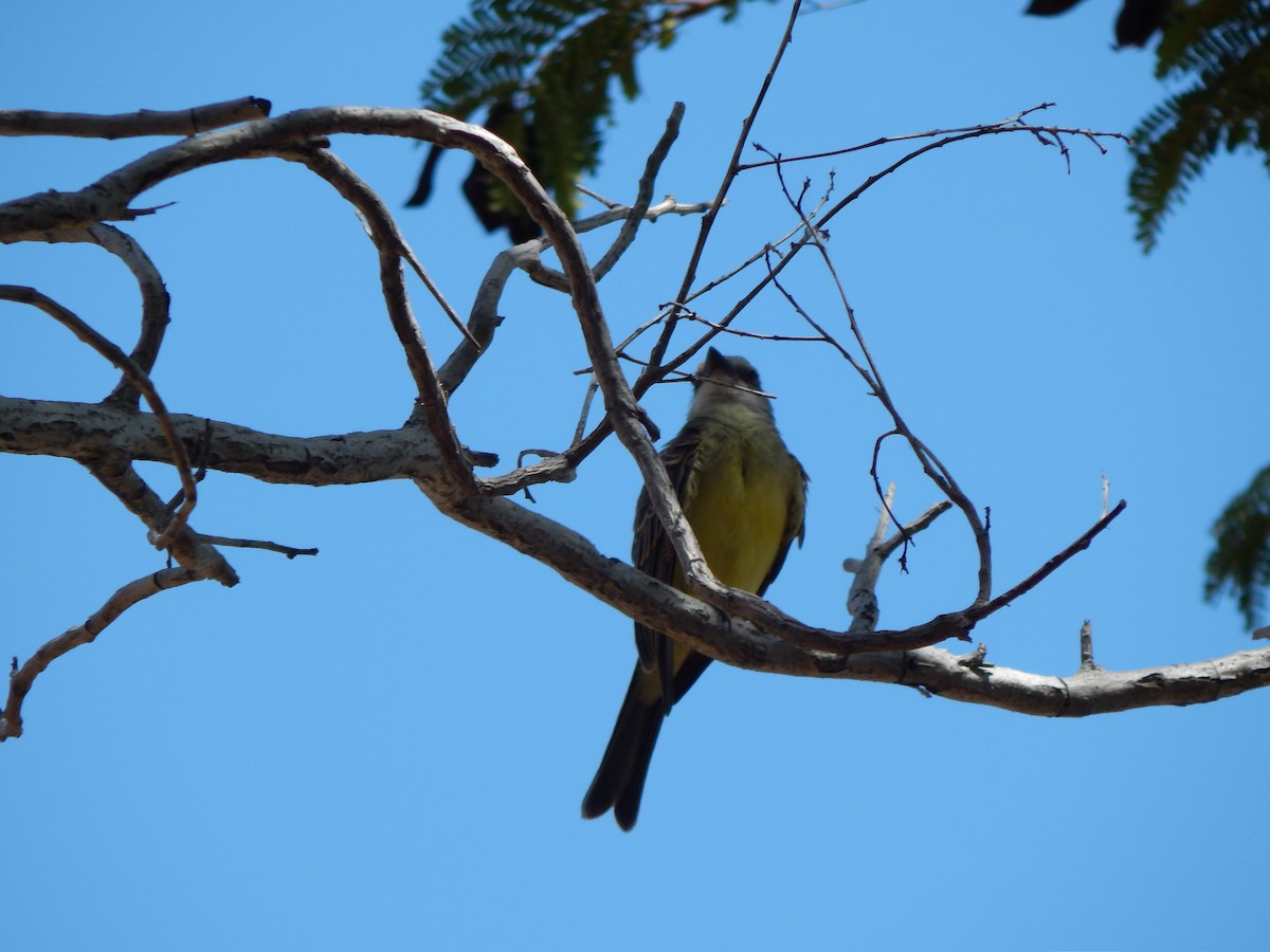 Tropical Kingbird - ML376778751