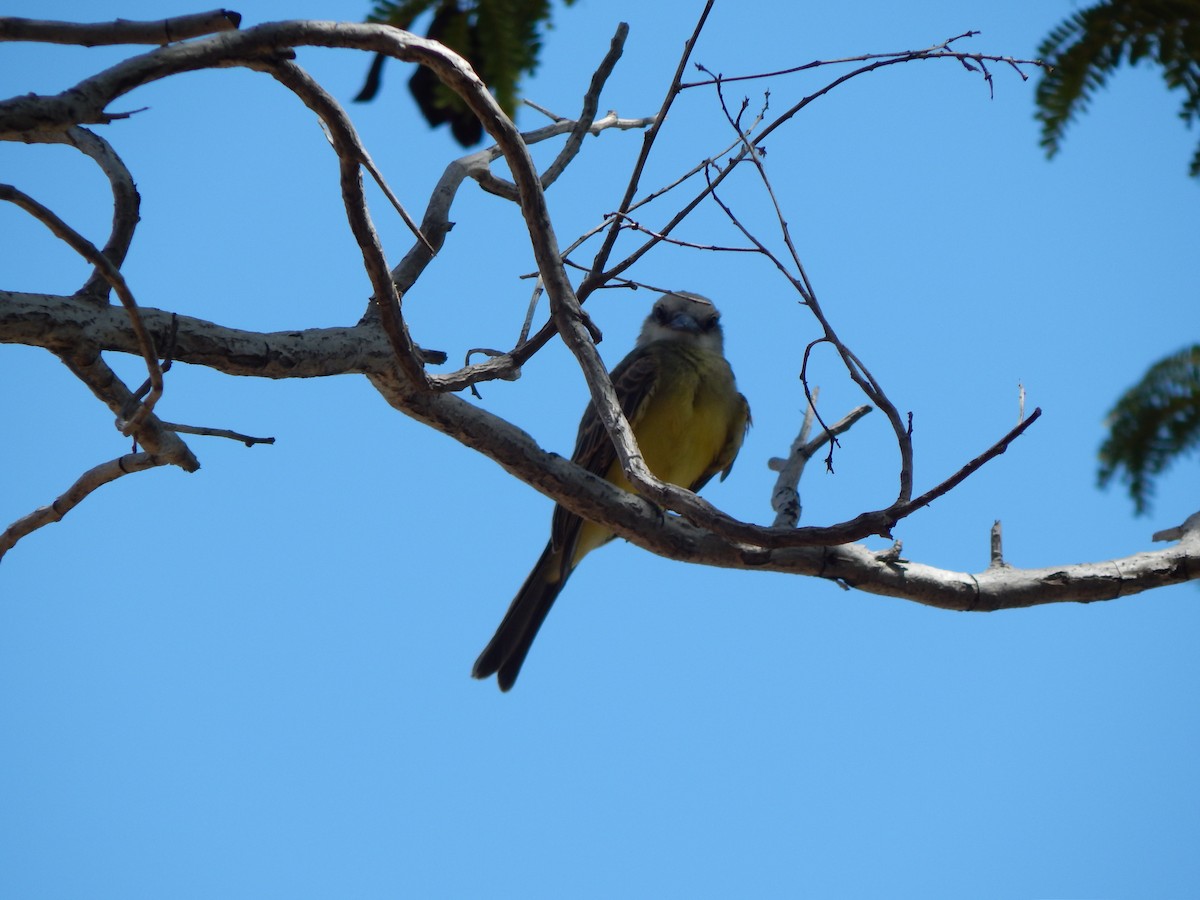 Tropical Kingbird - ML376778761