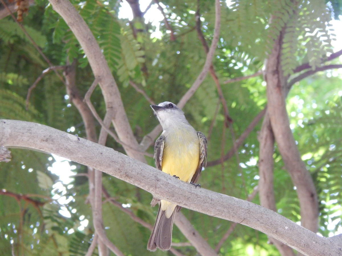 Tropical Kingbird - ML376778771