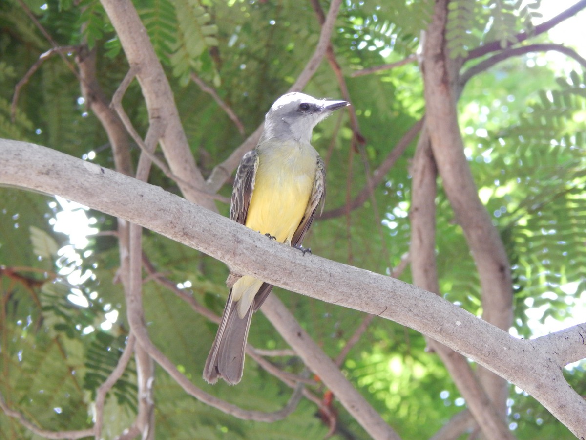 Tropical Kingbird - ML376778791