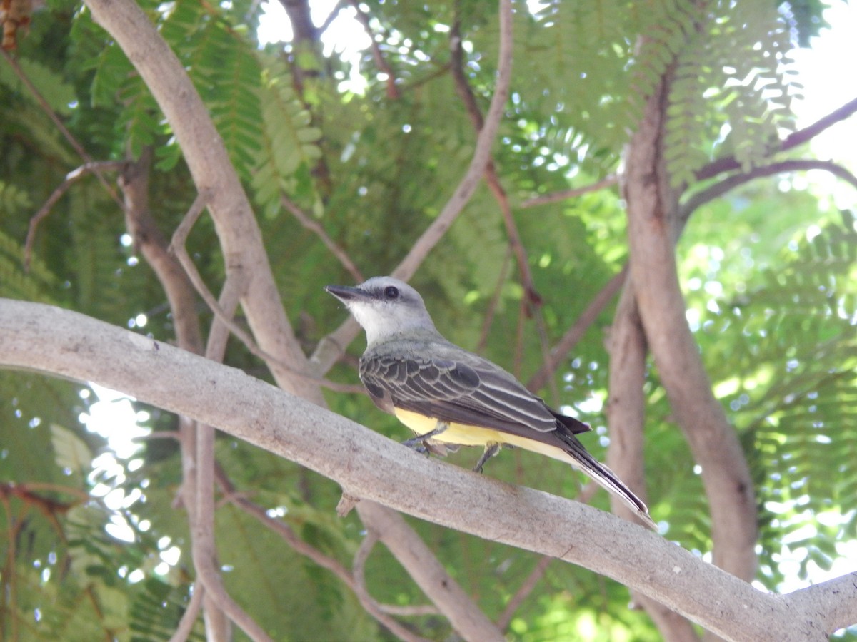 Tropical Kingbird - ML376778811