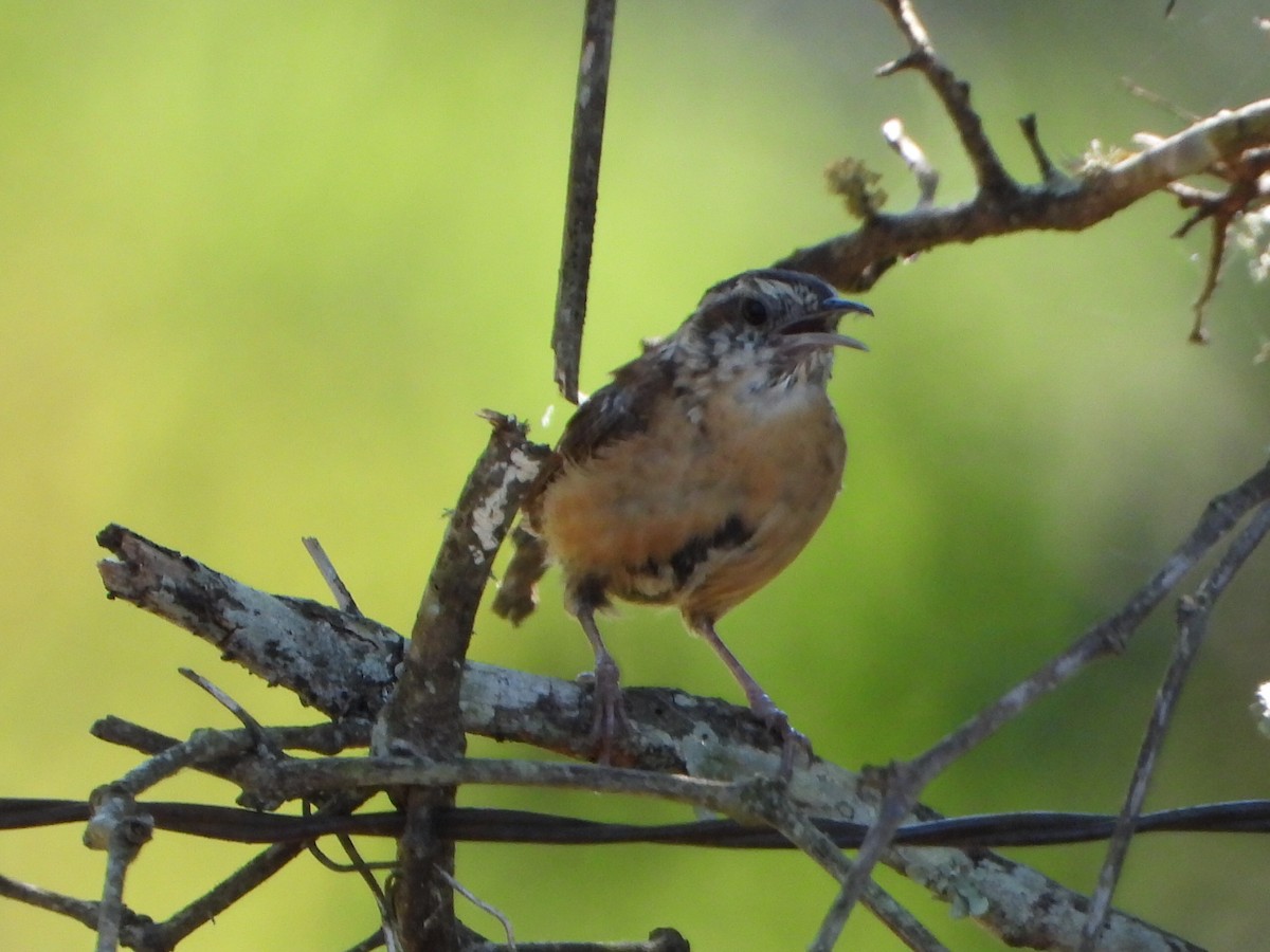 Carolina Wren - Malise Prieto