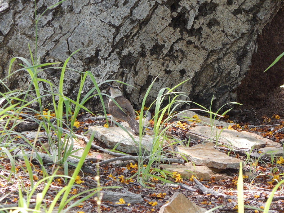 Bicolored Wren - ML376779521