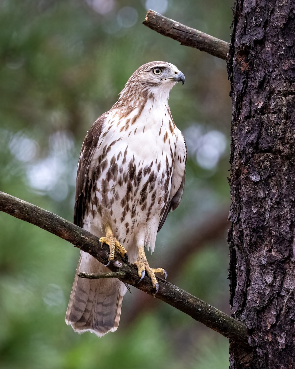Red-tailed Hawk - ML376779821