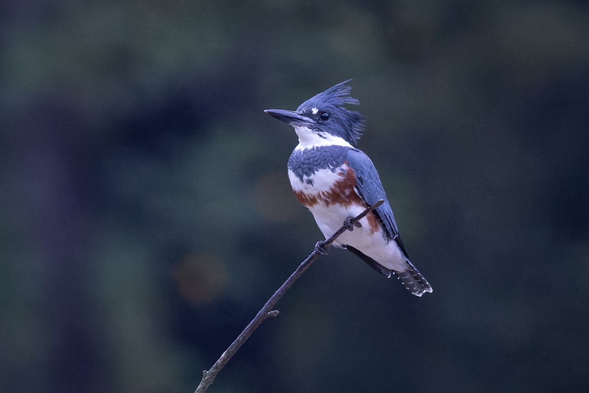 Belted Kingfisher - ML376779921
