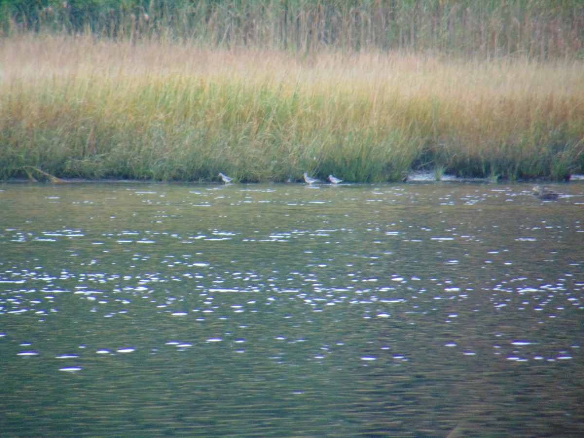 Greater Yellowlegs - ML376780211