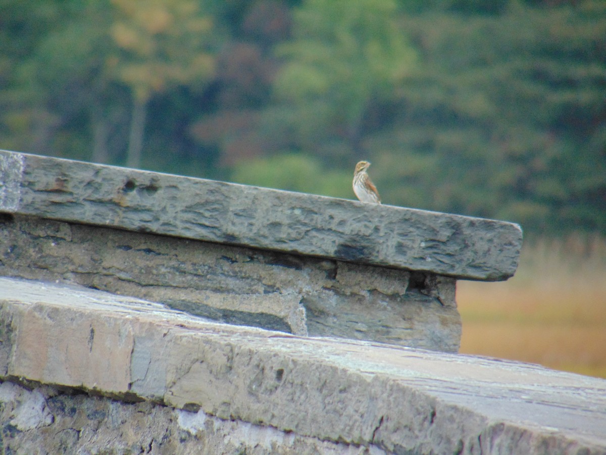 Savannah Sparrow - ML376780321