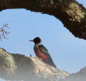 Lewis's Woodpecker - ML376780361