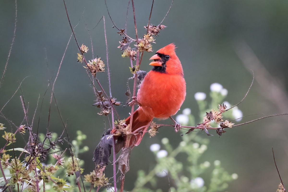 Northern Cardinal - ML376780501