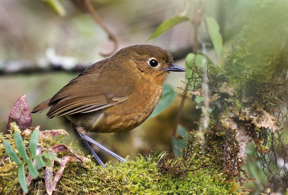 Panao Antpitta - Andrew Spencer