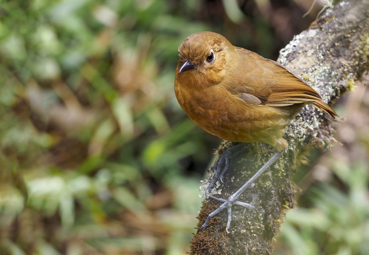 Panao Antpitta - Andrew Spencer