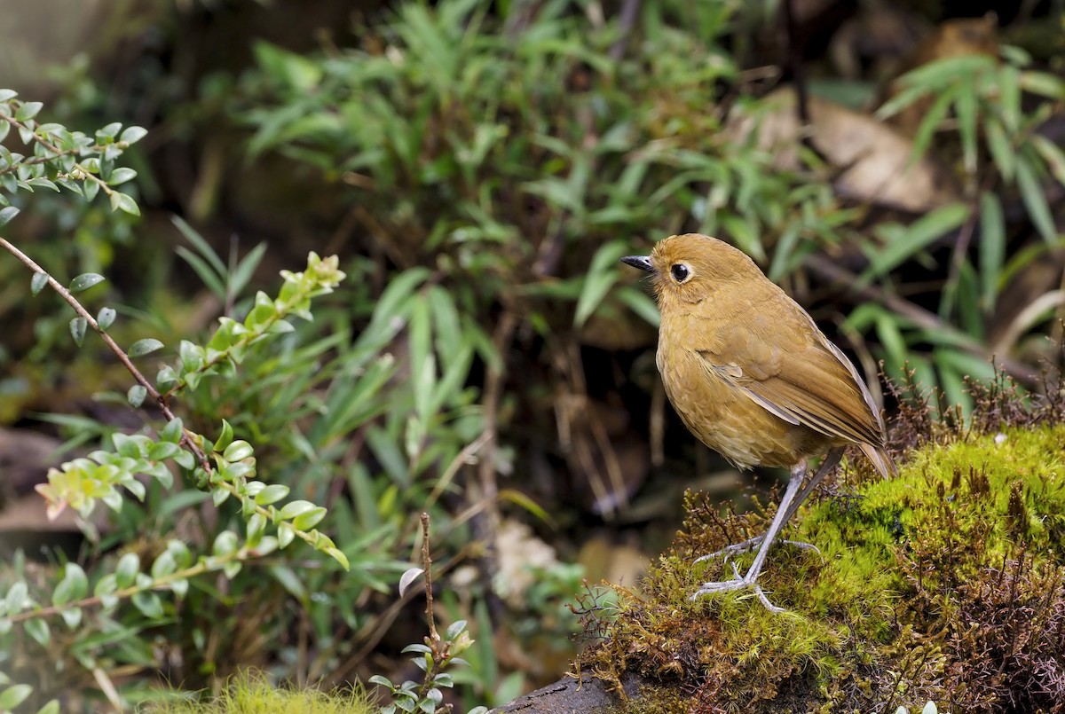 Panao Antpitta - Andrew Spencer