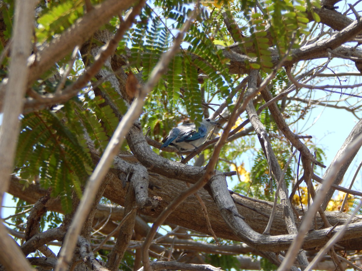 Blue-gray Tanager - ML376785051