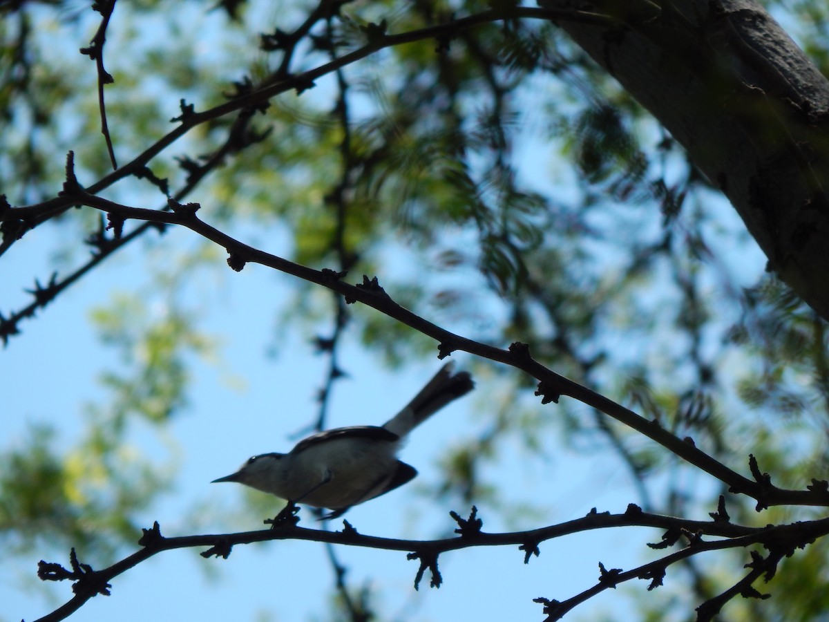 Tropical Gnatcatcher - ML376785091