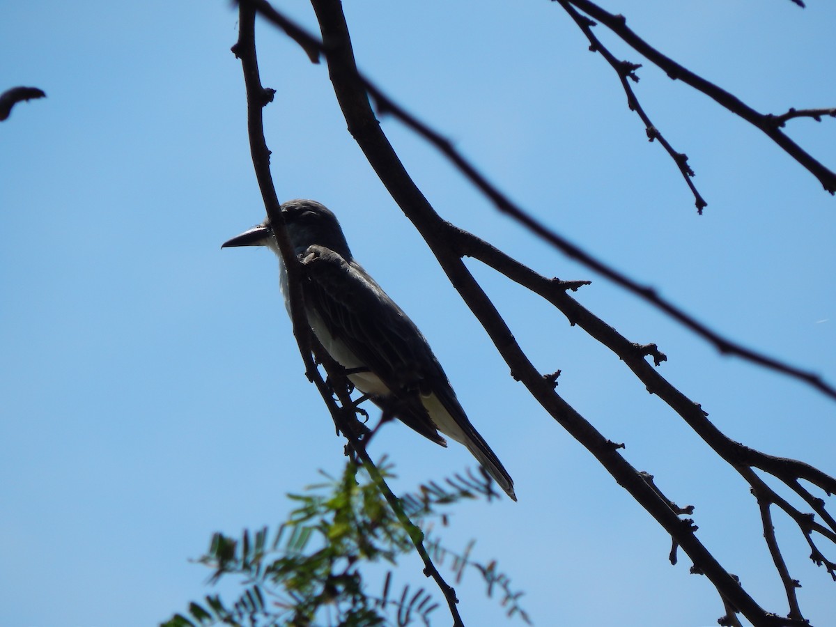 Gray Kingbird - ML376785421