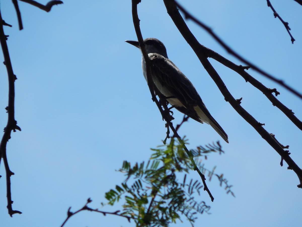 Gray Kingbird - ML376785431