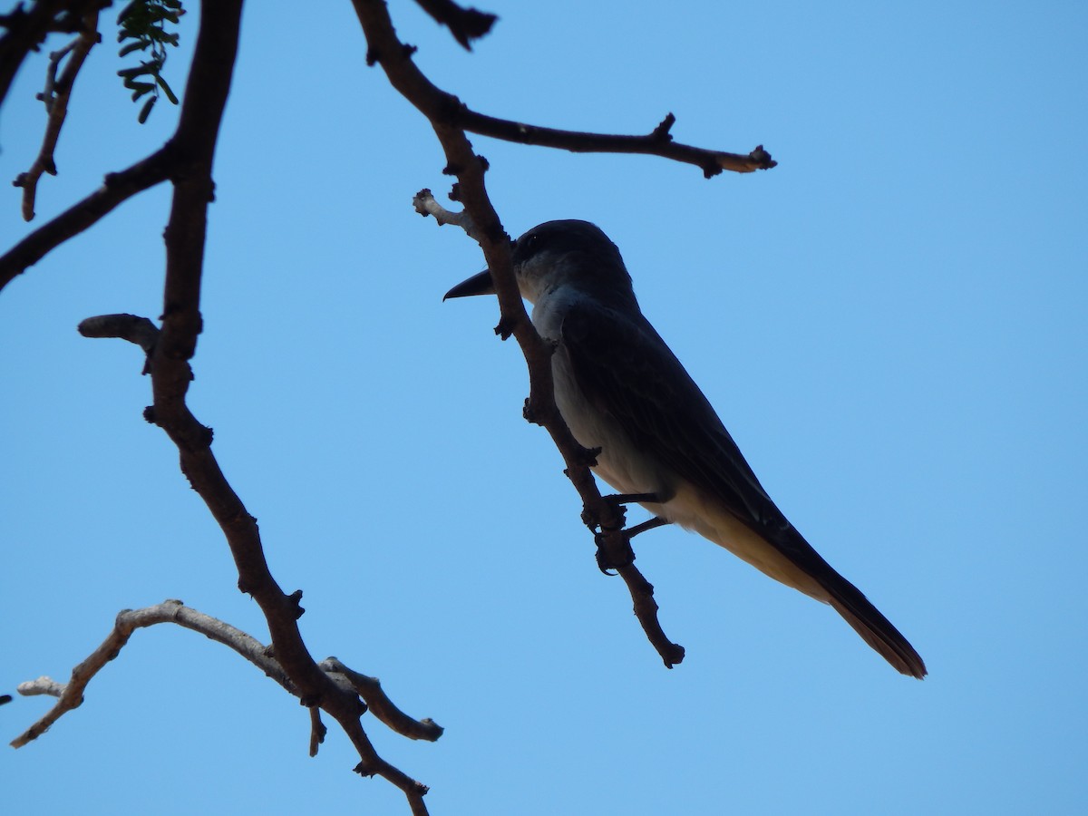 Gray Kingbird - ML376785451