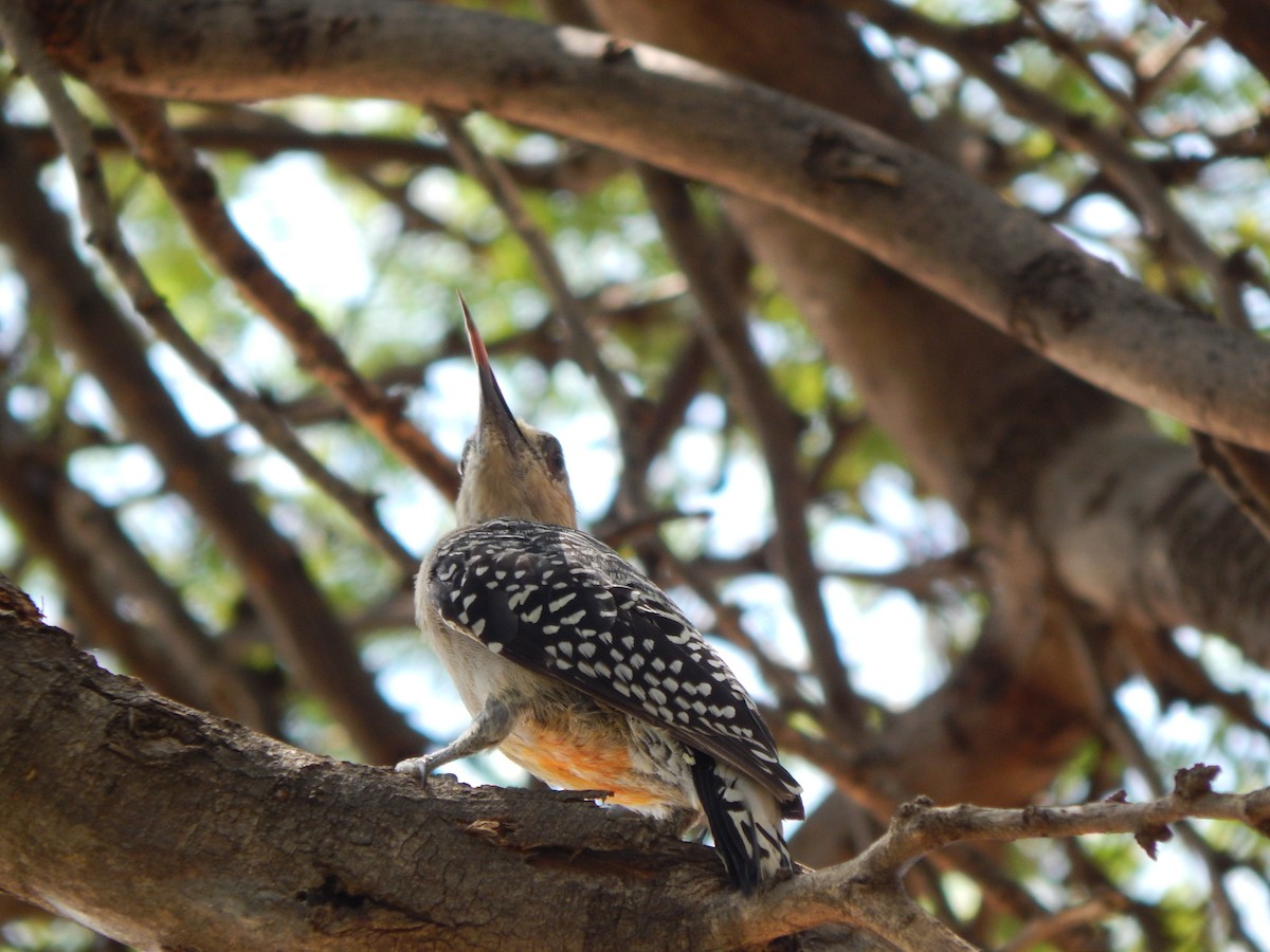 Red-crowned Woodpecker - ML376785571