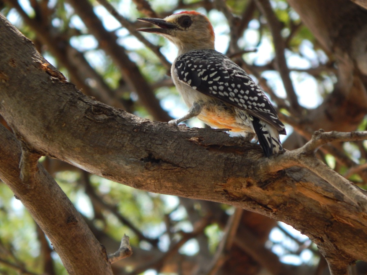 Red-crowned Woodpecker - ML376785581