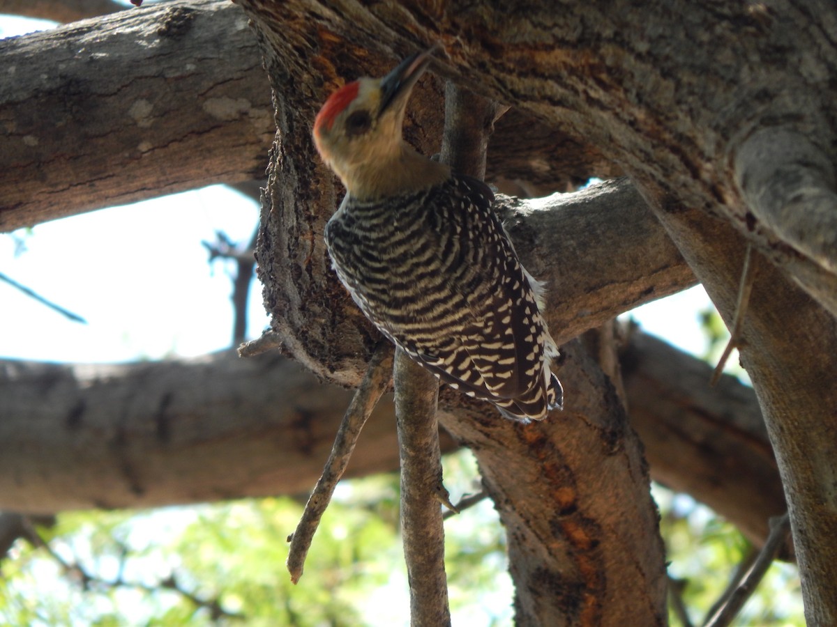 Red-crowned Woodpecker - ML376785591