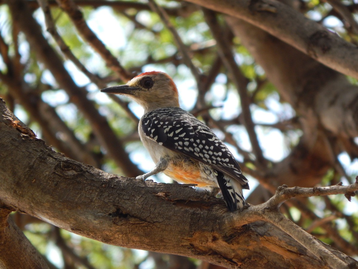 Red-crowned Woodpecker - ML376785601