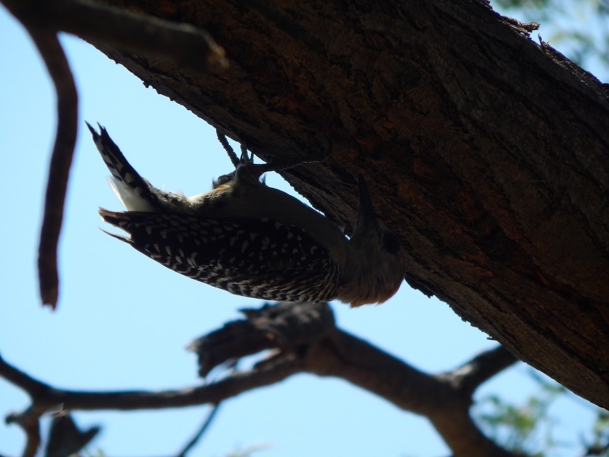 Red-crowned Woodpecker - ML376785611