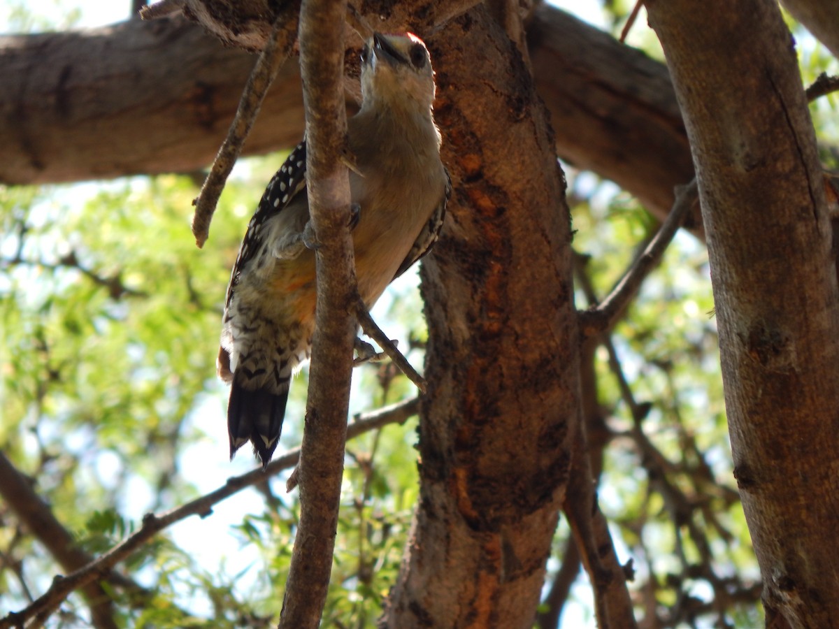 Red-crowned Woodpecker - ML376785621