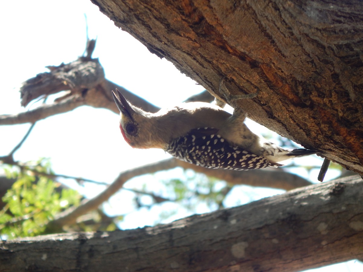 Red-crowned Woodpecker - ML376785761