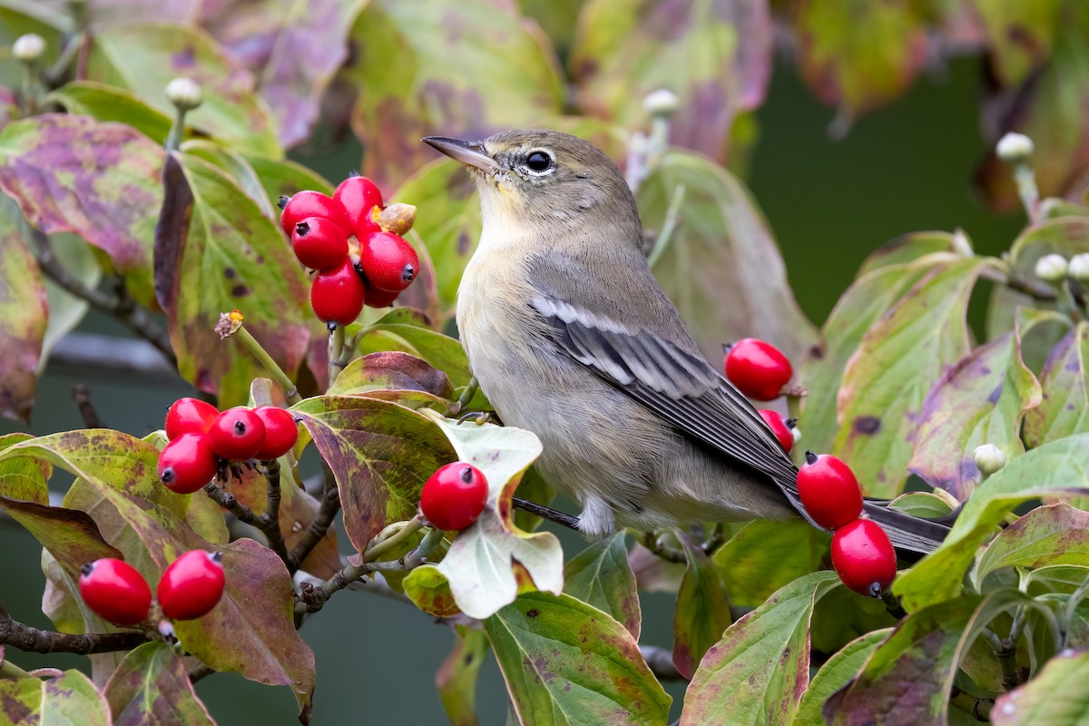 Pine Warbler - ML376787111