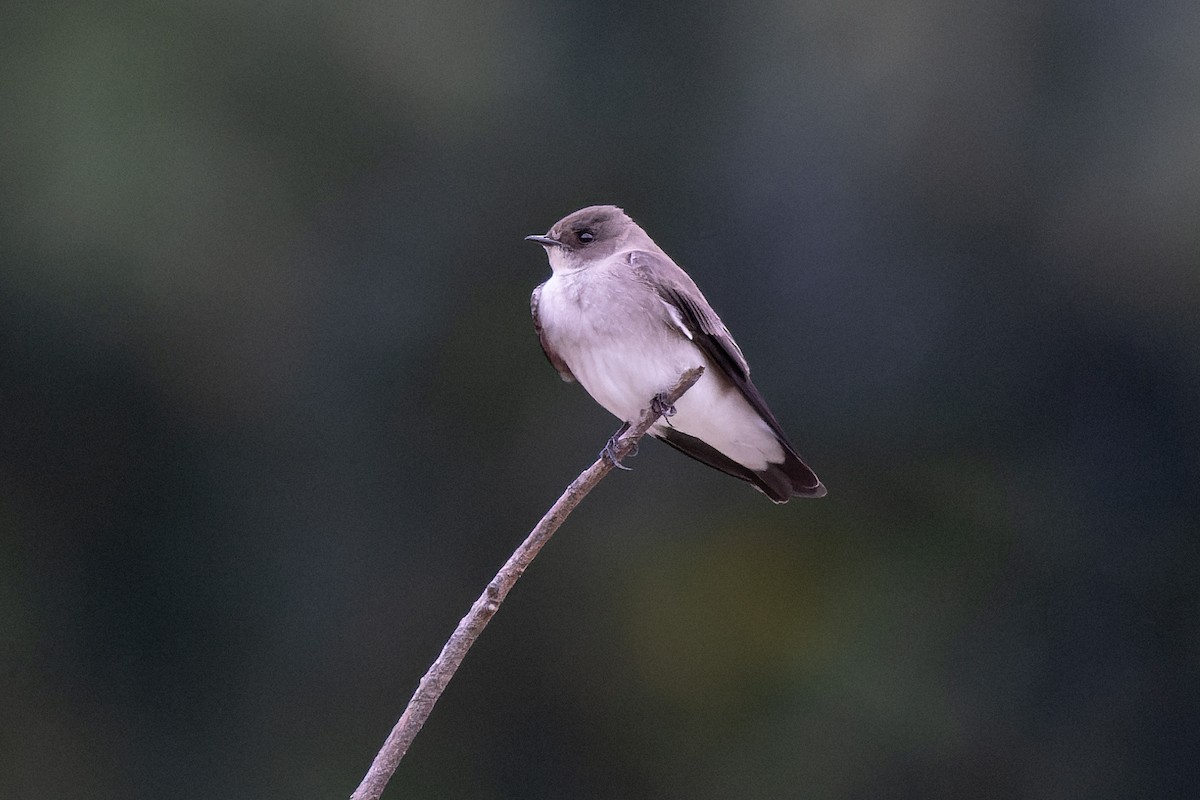 Northern Rough-winged Swallow - ML376787211