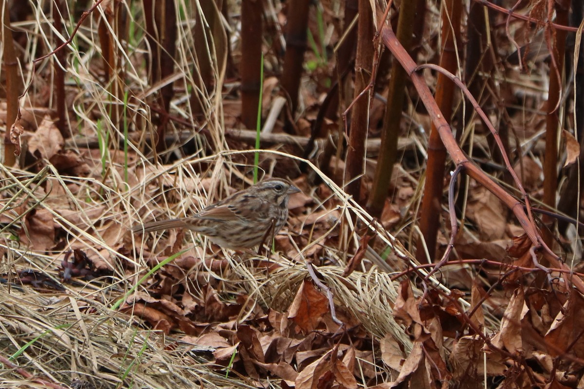 Song Sparrow - ML376787401