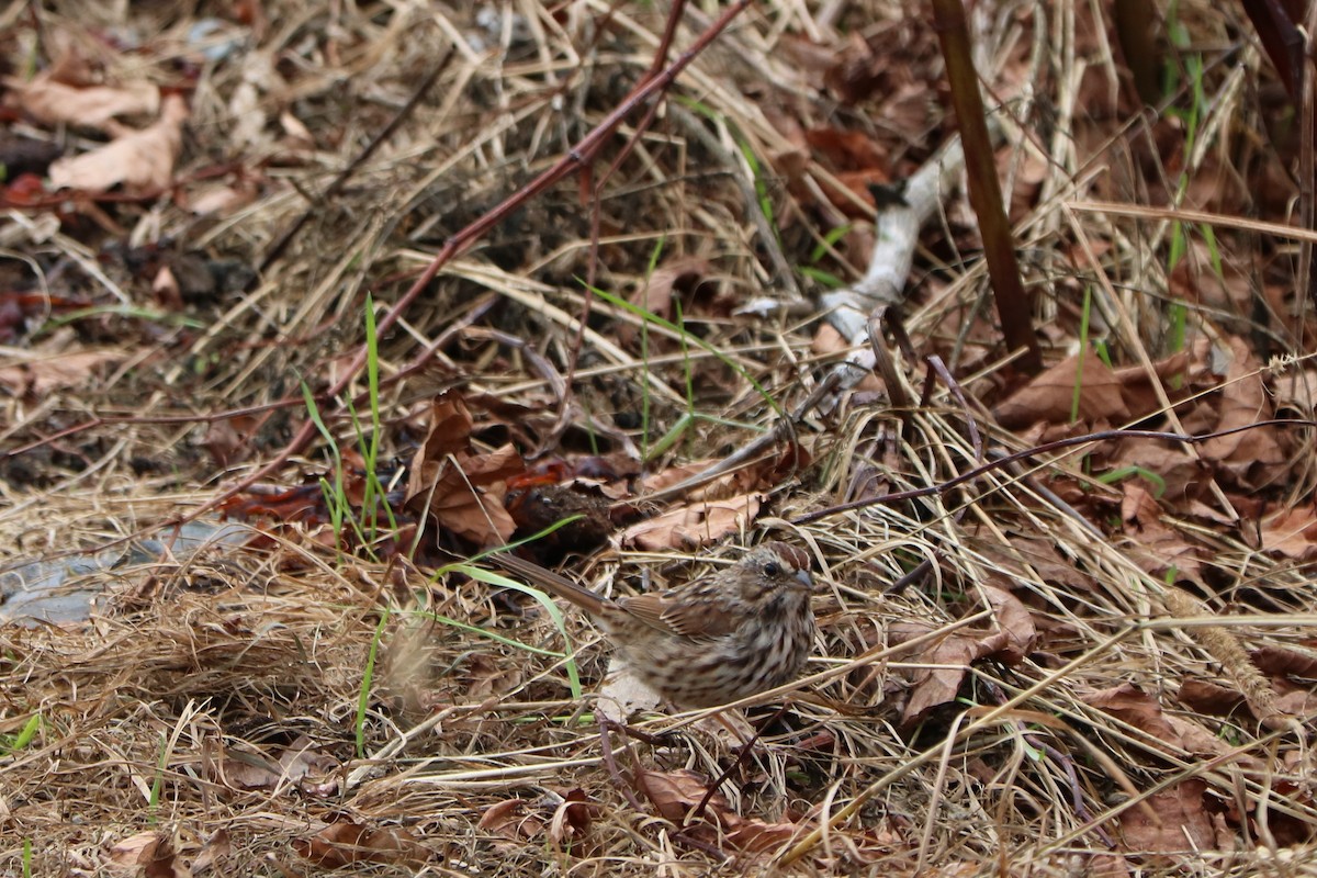 Song Sparrow - ML376787421