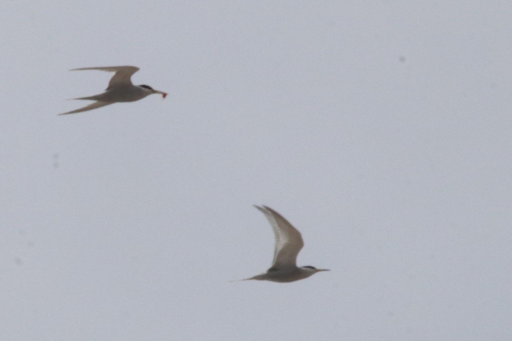 Peruvian Tern - ML376789501