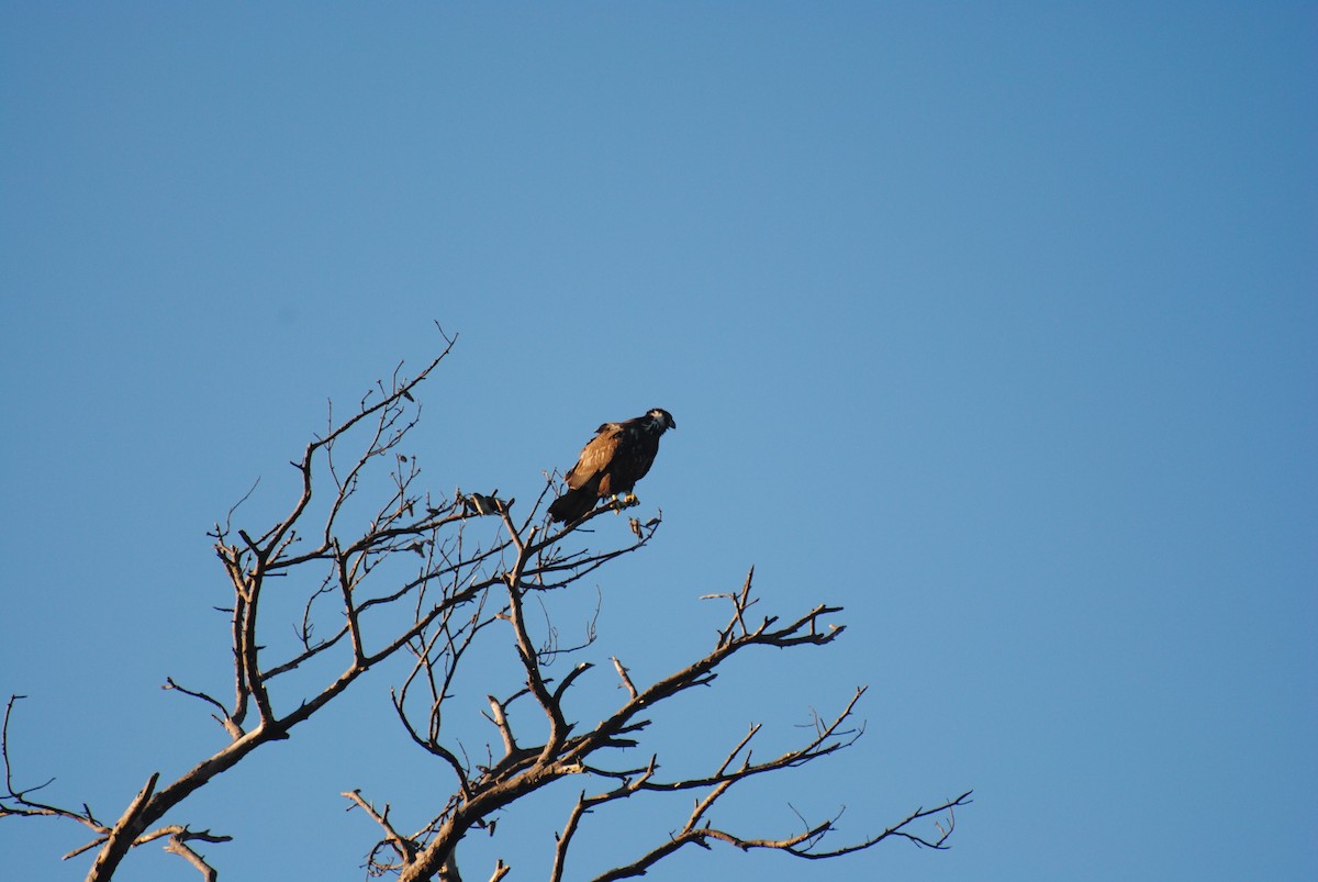 Bald Eagle - ML376791021