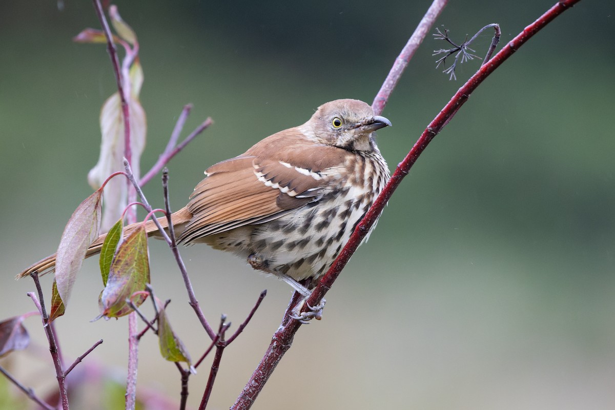 Brown Thrasher - ML376791081