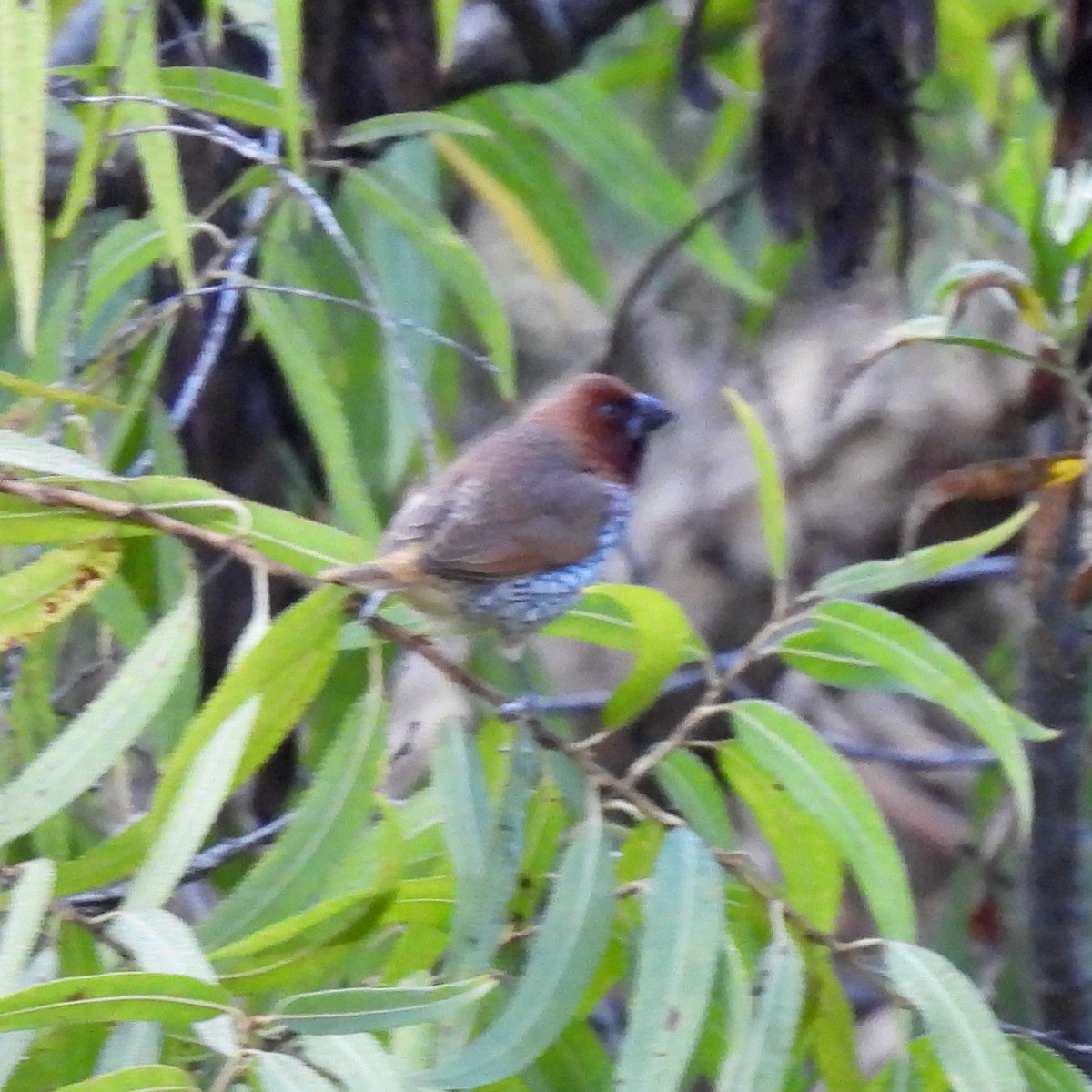 Scaly-breasted Munia - Martha Wild