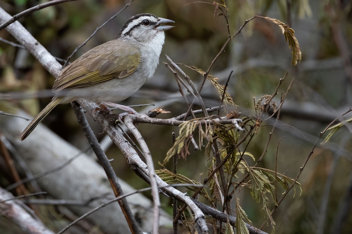 Tocuyo Sparrow - ML376792151