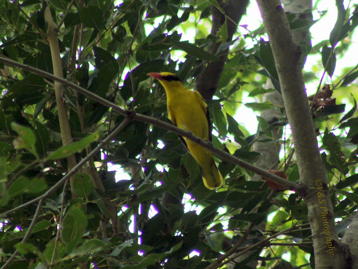 Black-naped Oriole - ML37679221