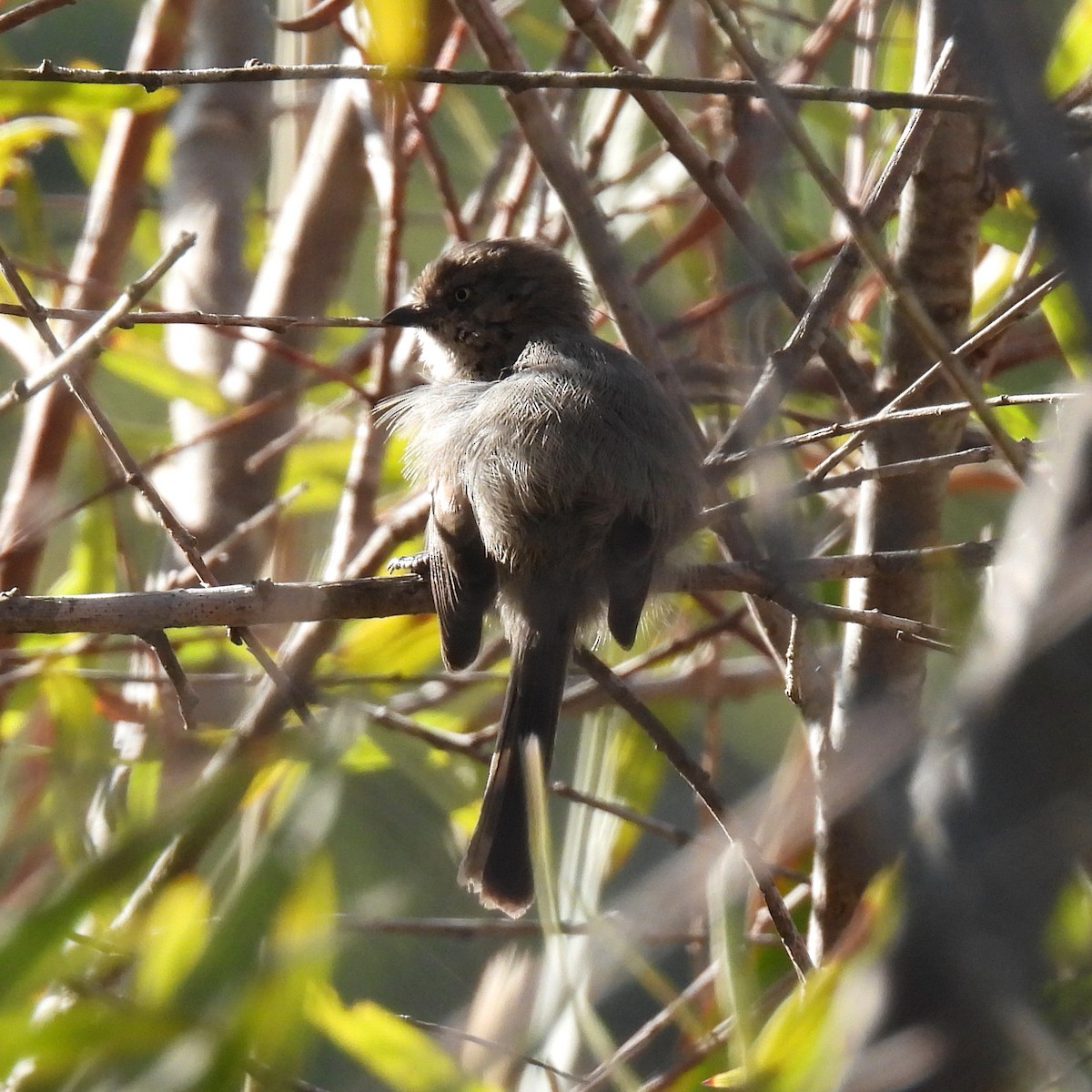 Bushtit - ML376792491