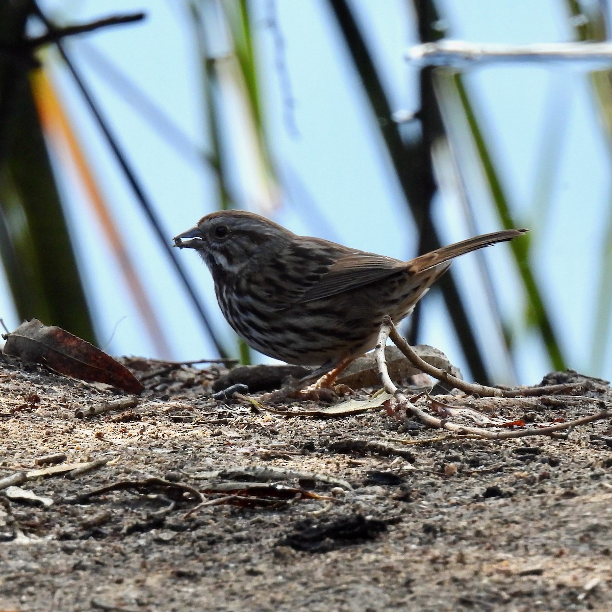 Song Sparrow - ML376792601