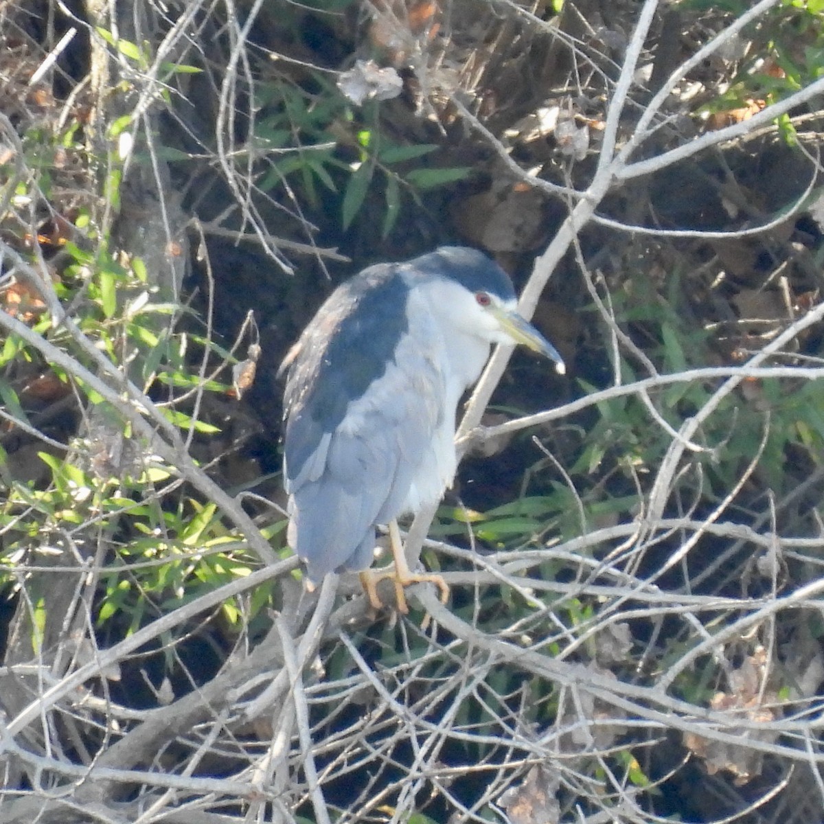 Black-crowned Night Heron - ML376792791