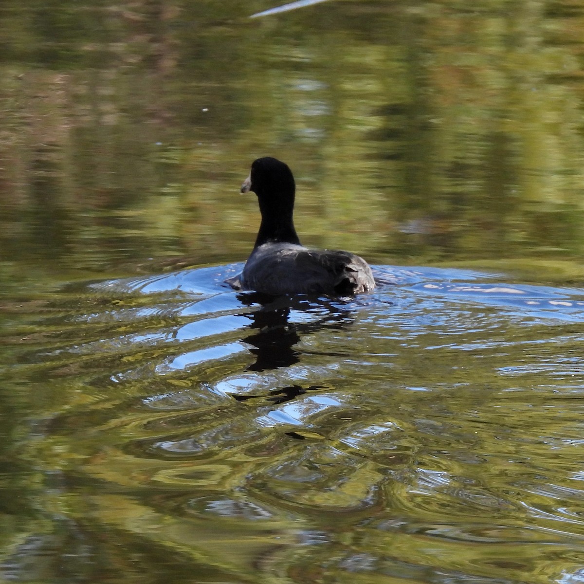 American Coot - ML376793501