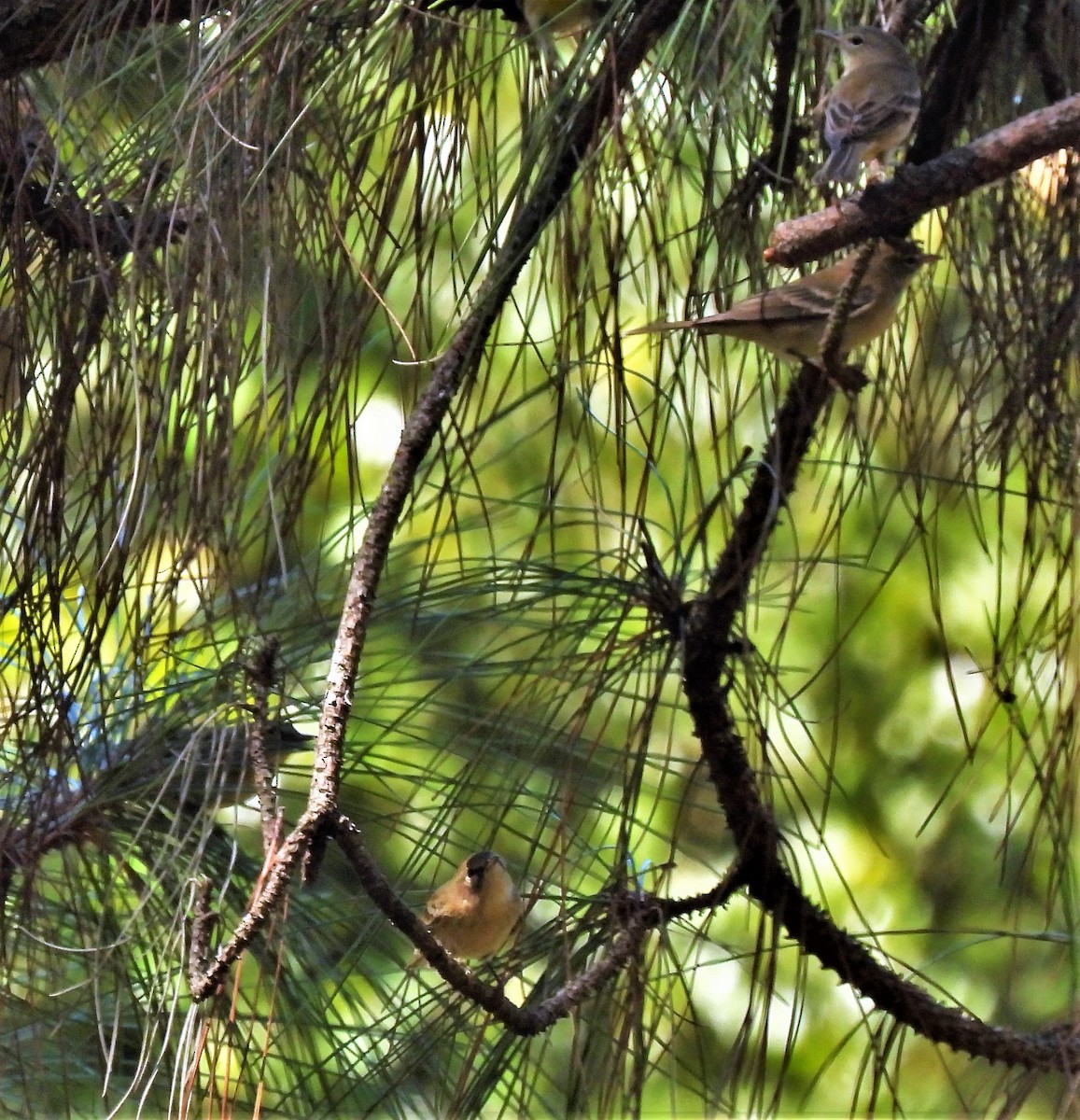 Pine Warbler - Sharon Wilcox