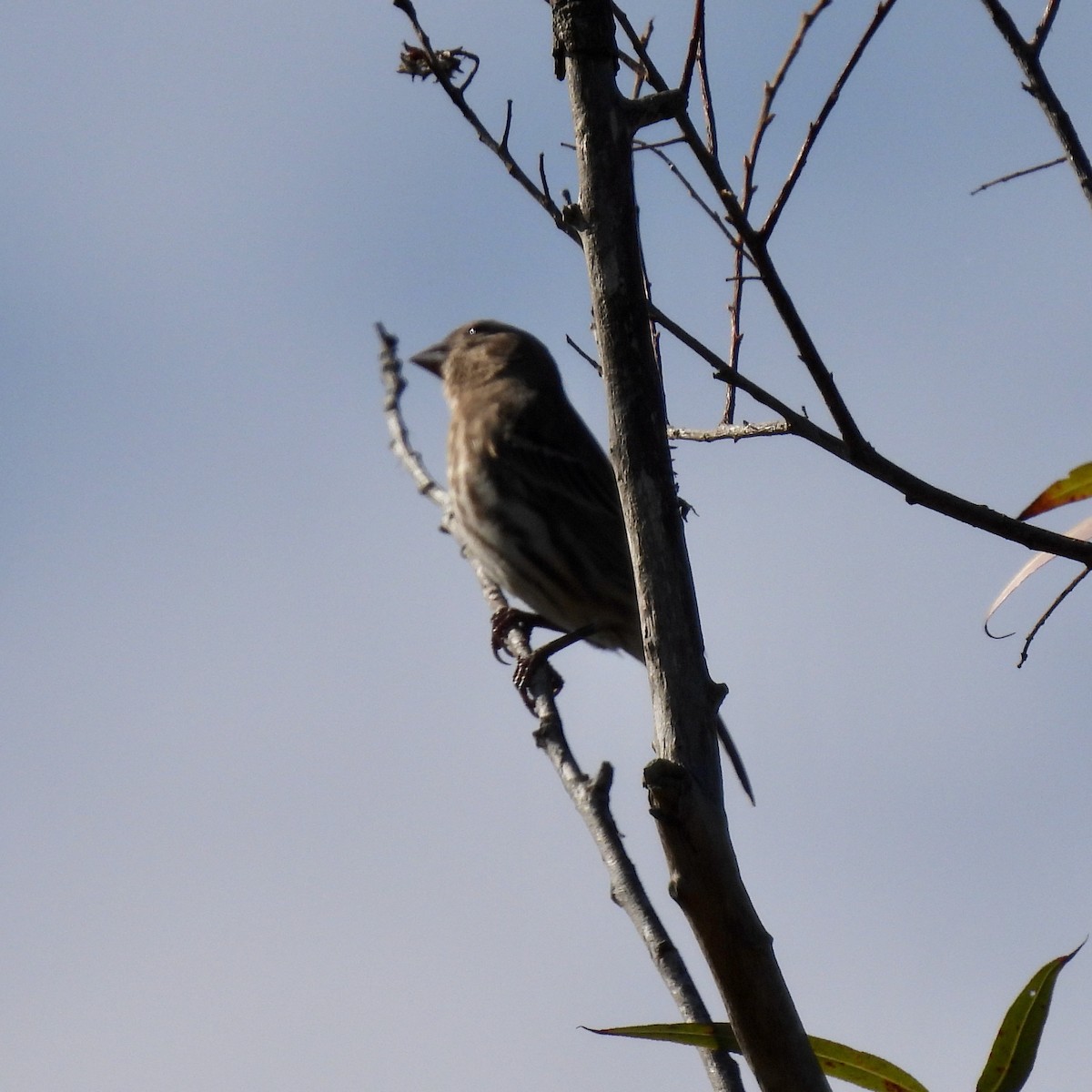 House Finch - ML376794201