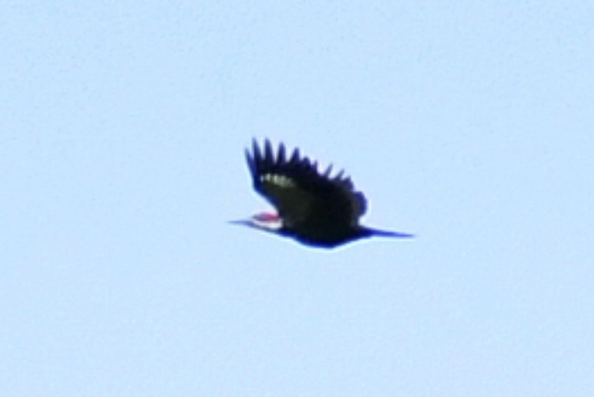 Pileated Woodpecker - ML376795161