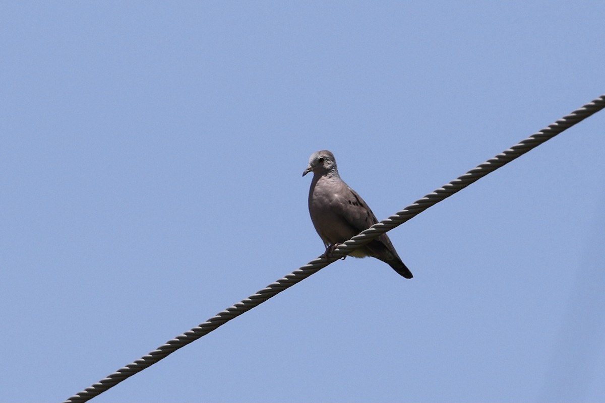 Plain-breasted Ground Dove - ML376796521